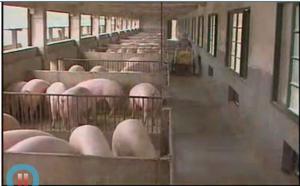 绿色养猪新技术